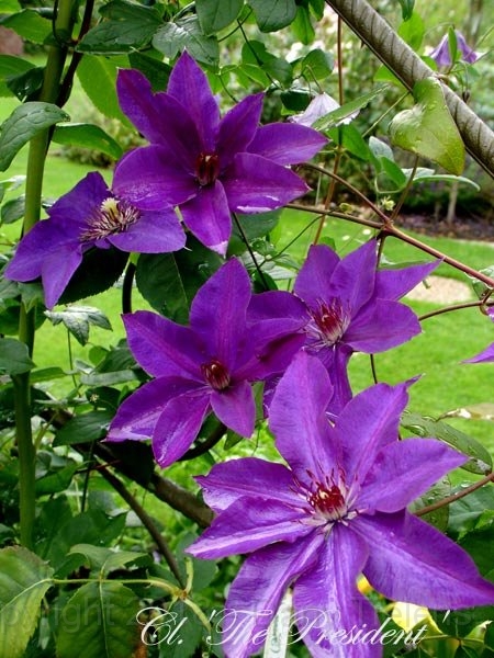 Clematis 'The President - 03.jpg
